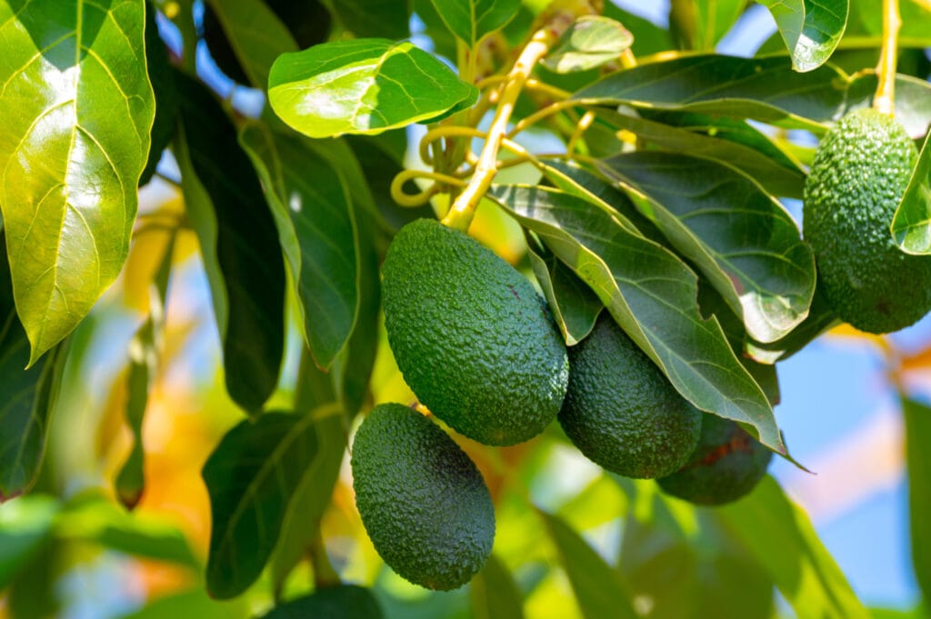 symptômes carence en bore sur feuilles - agriculture Maroc