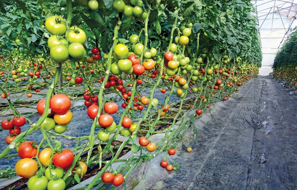 Critères export tomate