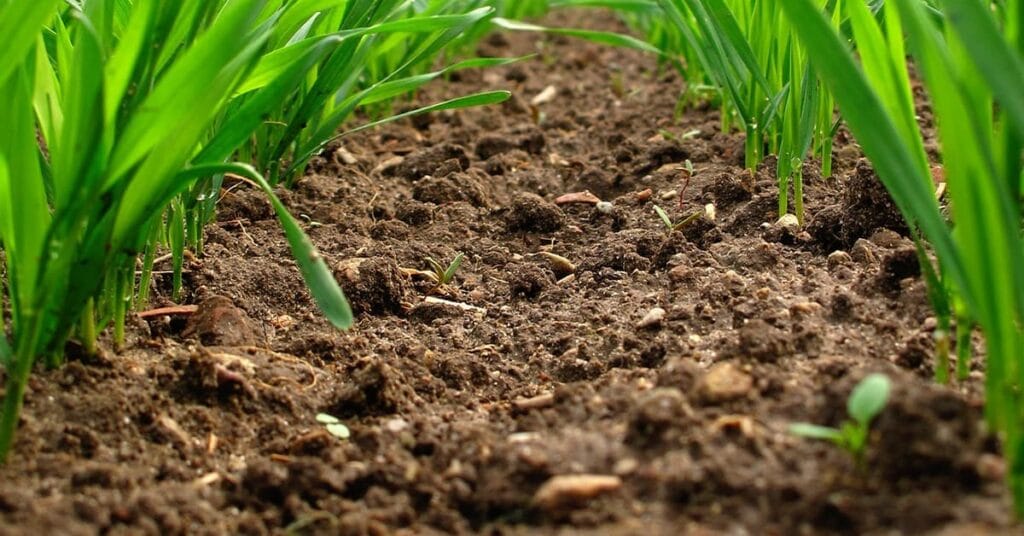 Application d'acide humique liquide en fertigation pour traiter un sol salin