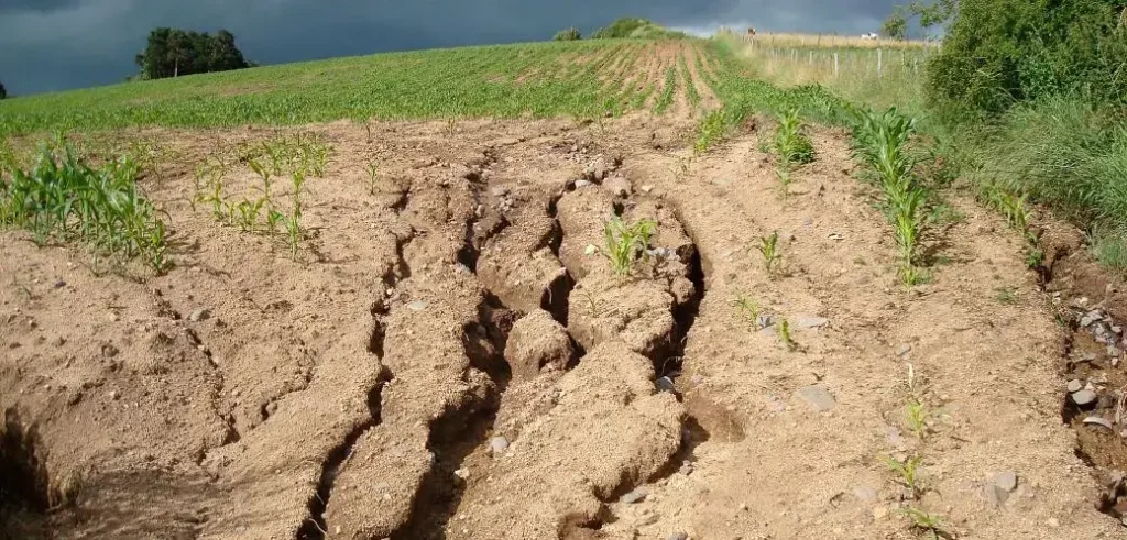 Salinité du sol dans un champ agricole marocain