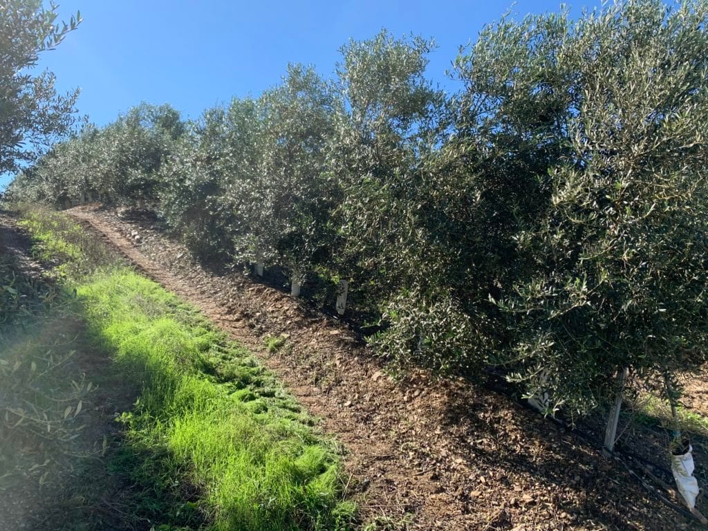 Contourner la salinité des sols et des eaux d'irrigation