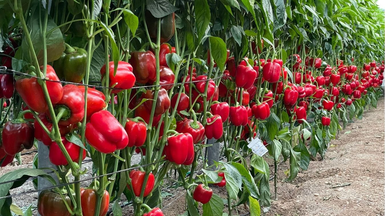 Nécrose apicale cul noir poivron carence calcium serre Maroc
