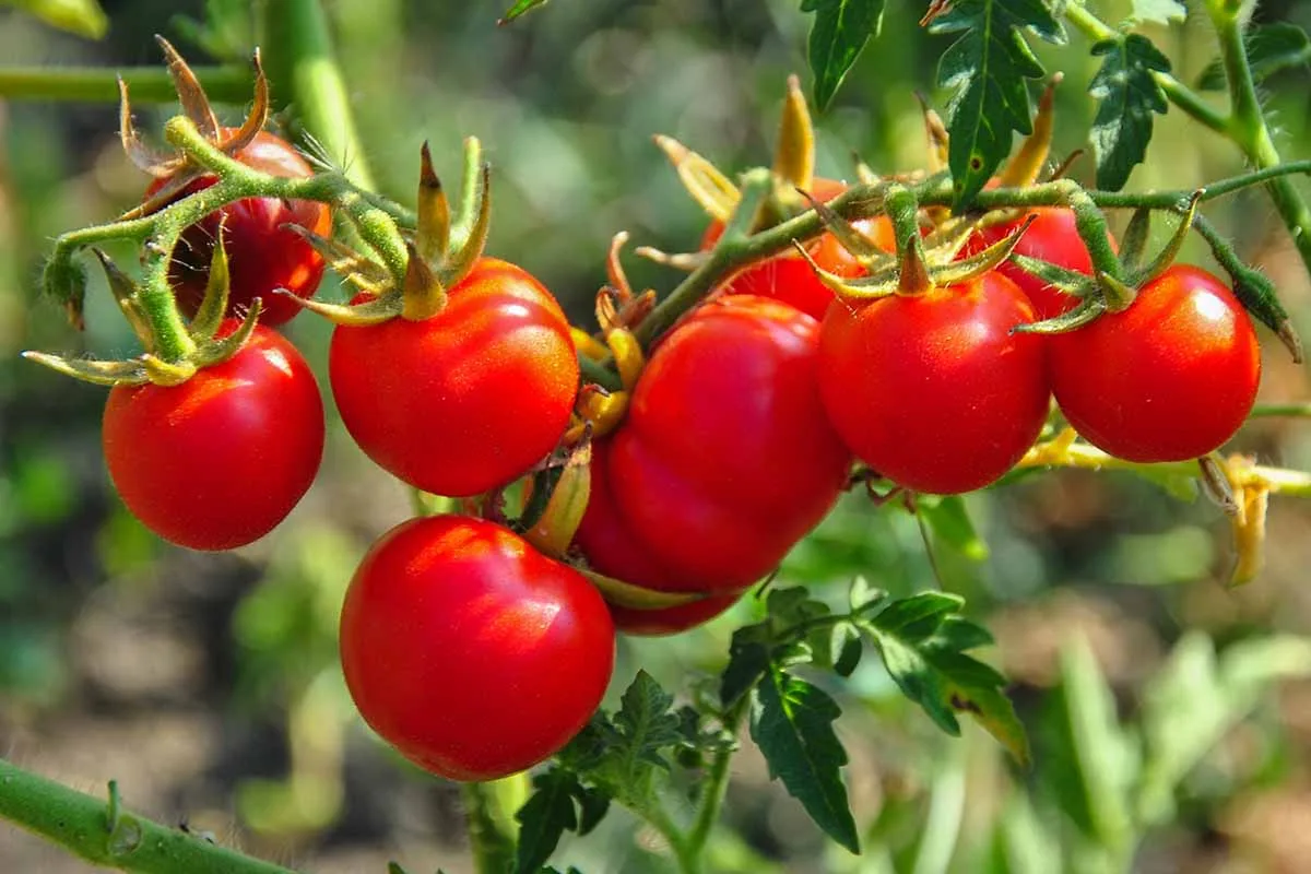 Floraison et nouaison tomate serre Maroc