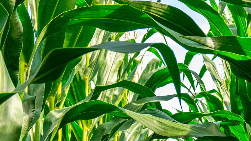 solution concrète contre la sécheresse dans l'agriculture au Maroc.