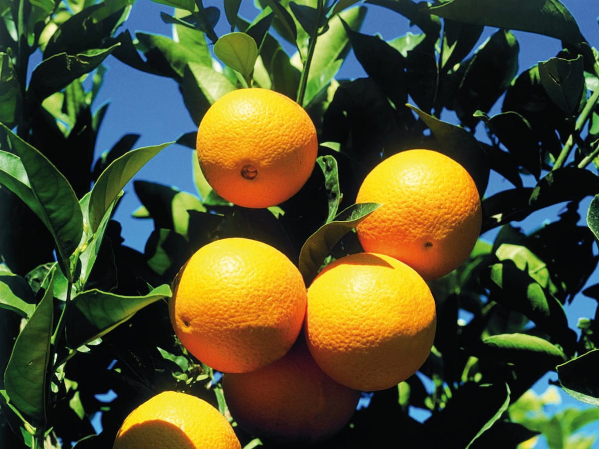 Exigence nutritionnelle agrumes - Contigrow