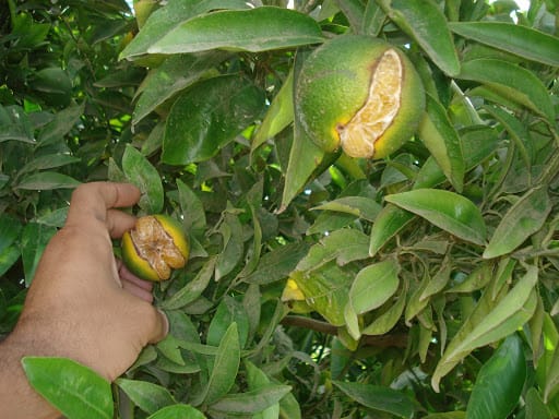 Éclatement des fruits