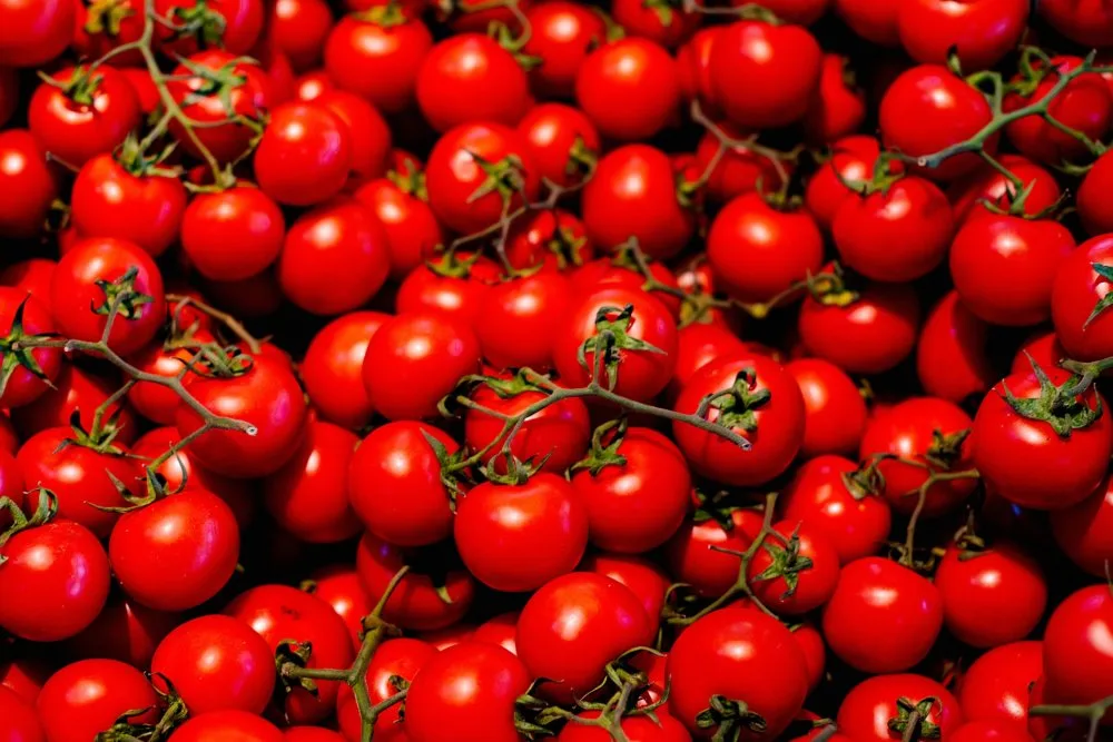Tomates marocaines qualité export calibre homogène