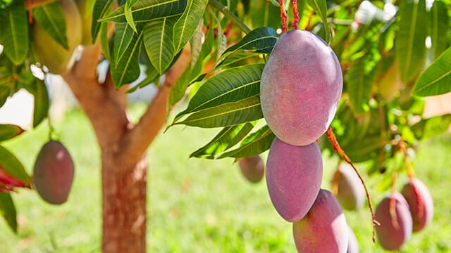 application engrais foliaire bore calcium avant floraison