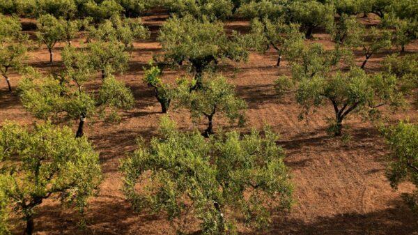 Restaurer les sols arides et pauvres