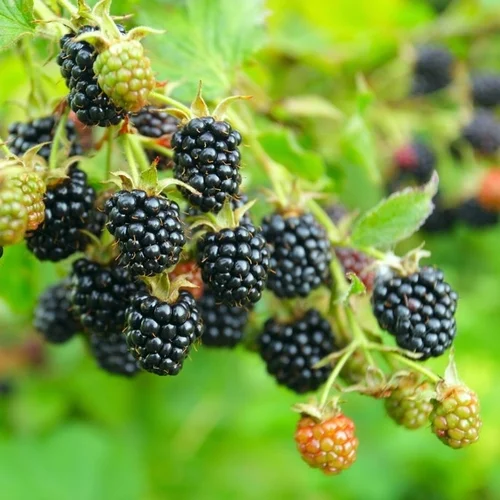 Fermeté et conservation framboise mûre - Contigrow