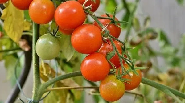 Stress salin tomate