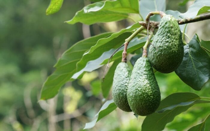 Application foliaire sur avocatier — pulvérisation de microéléments bore et zinc en pré-floraison