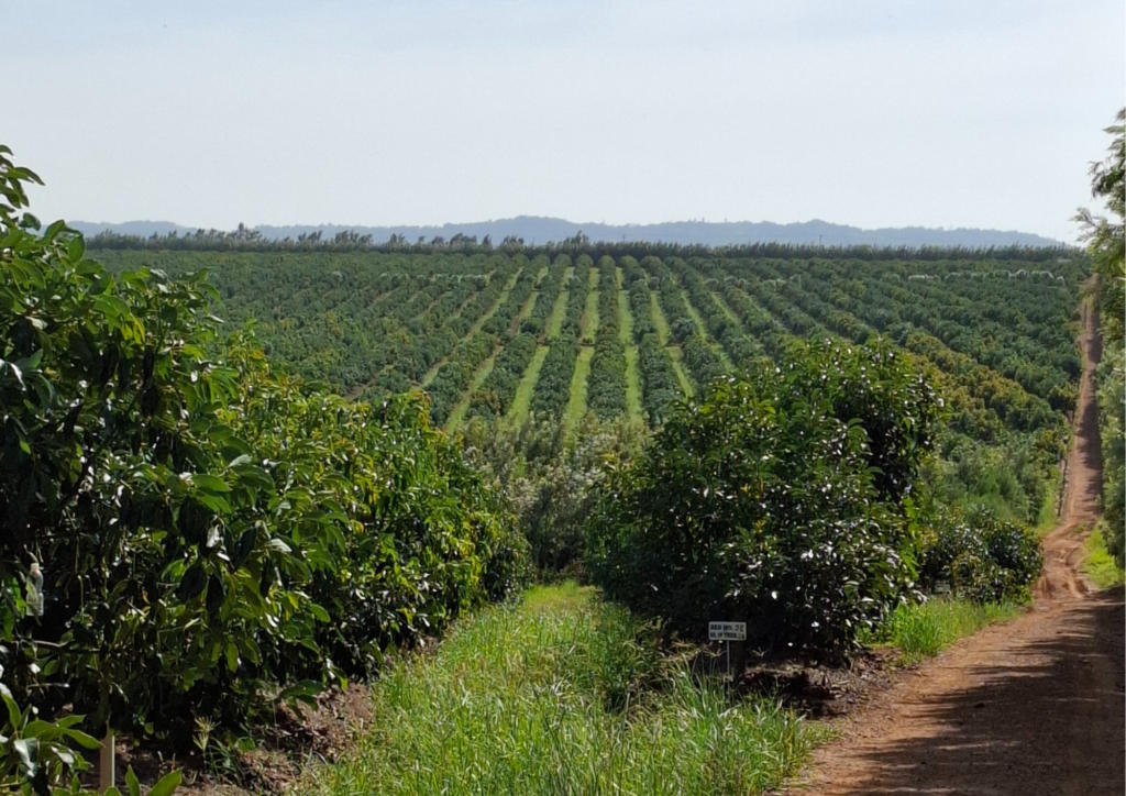 Verger d'avocatiers Hass en pleine floraison dans la région de Souss-Massa, Maroc