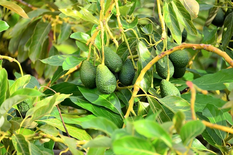 Carence en zinc avocatier Maroc — feuilles en rosette et chlorose sur jeunes pousses