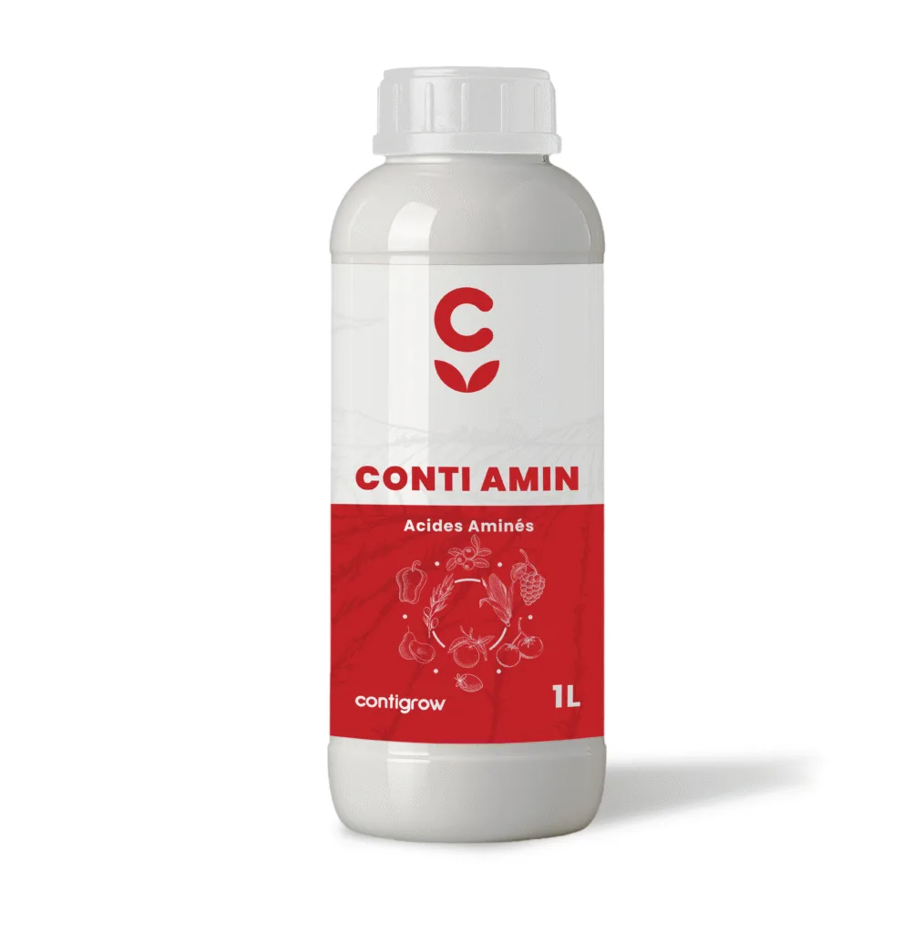 Conti Amin 2