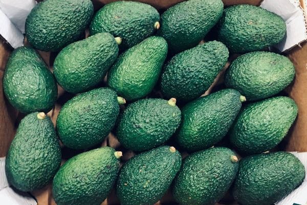 fertilisation avocatier Maroc